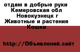 отдам в добрые руки. - Кемеровская обл., Новокузнецк г. Животные и растения » Кошки   